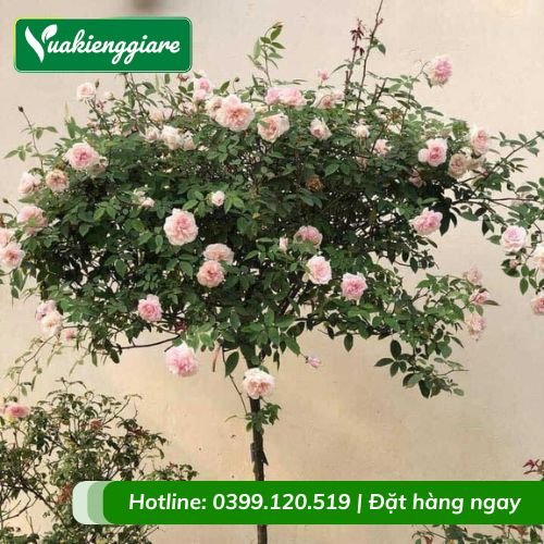 Cây hoa hồng thân gỗ