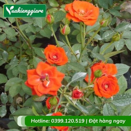 Cây hoa hồng tỉ muội