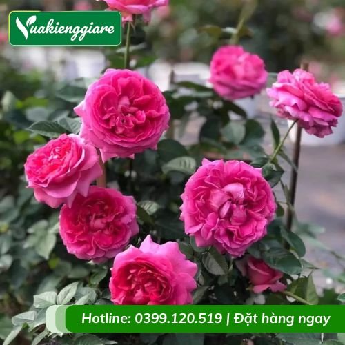 Cây hồng bụi