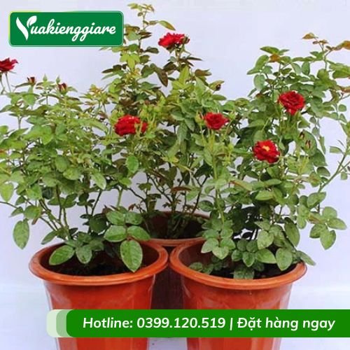 Cây hoa hồng siêu nụ