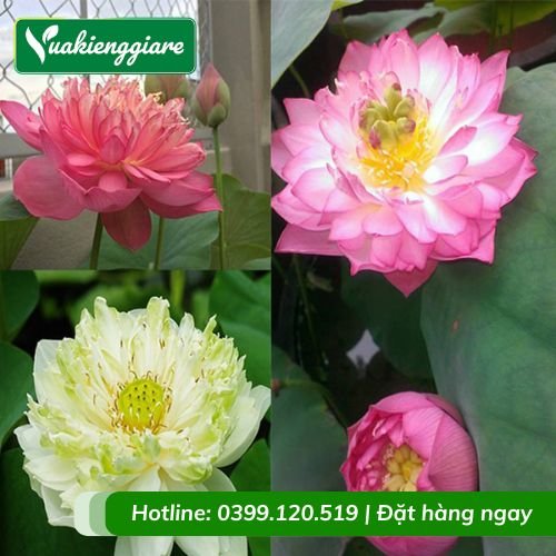 Cây hoa sen thái nhiều màu