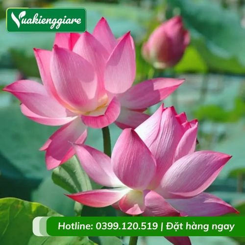 Cây hoa sen việt màu hồng