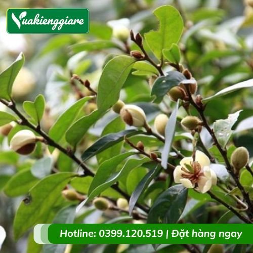 Cây hoa hàm tiếu
