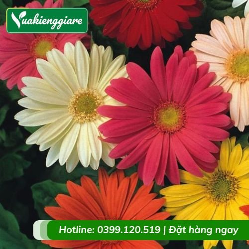 Cây hoa đồng tiền