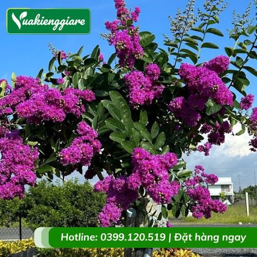 Cây hoa bằng lăng thái