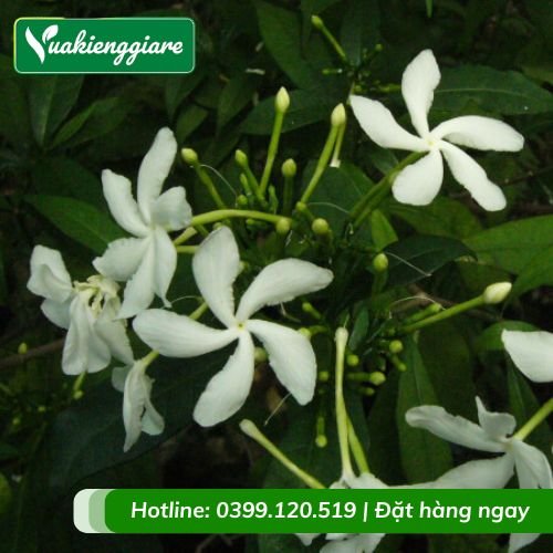 Cây mai vạn phúc (mai tiểu thơ)