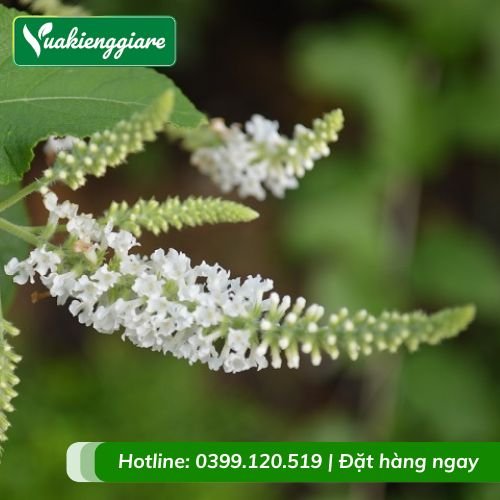 Cây bạch trầm hương