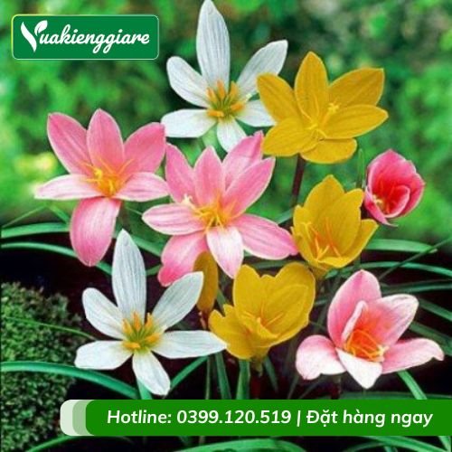 Cây hoa huệ mưa (nhiều màu)