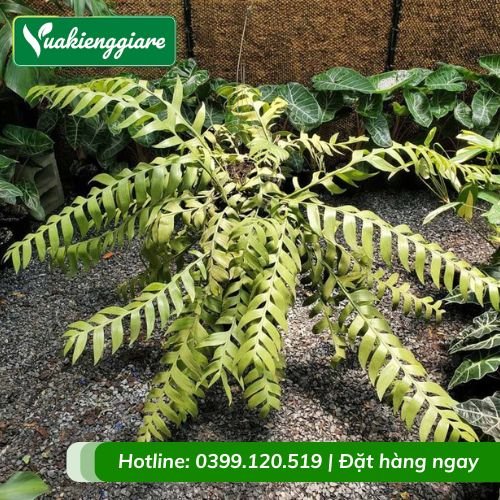 Cây hoa quỳnh xương cá
