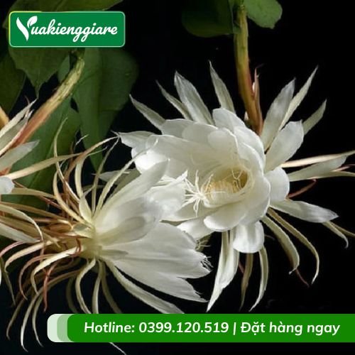 Cây dạ quỳnh – Hoa quỳnh nở đêm
