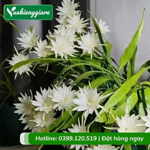 Cây quỳnh trắng thái lan