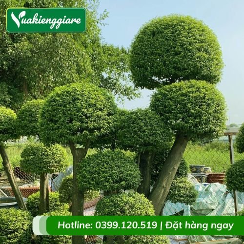 Cây mai chiếu thủy ghép lồng mức