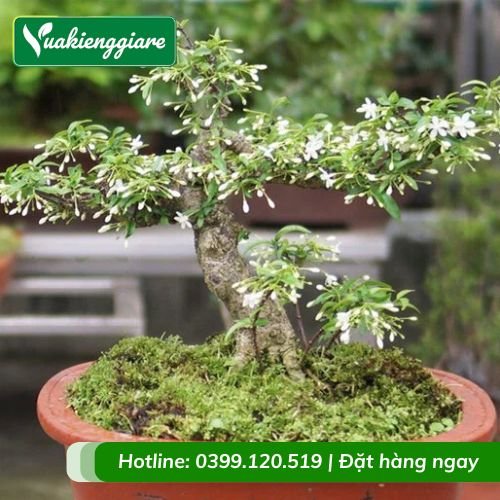 Cây mai chiếu thủy bonsai