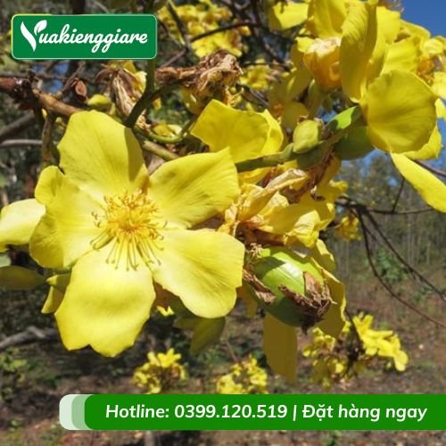 Cây mai hoa đăng