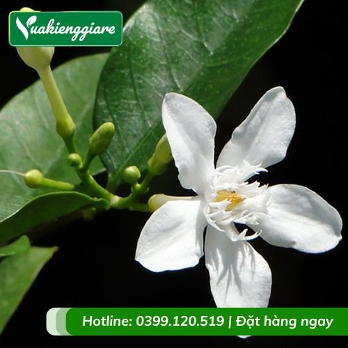 Cây mai chỉ thiên