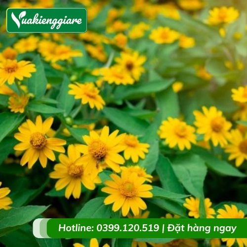 Cây hoa cúc mặt trời