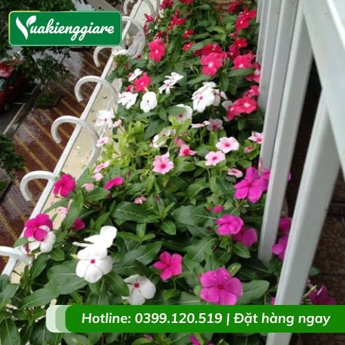 Hoa dừa cạn thái (nhiều màu)