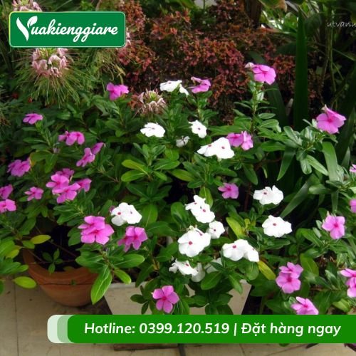 Cây hoa dừa cạn đứng