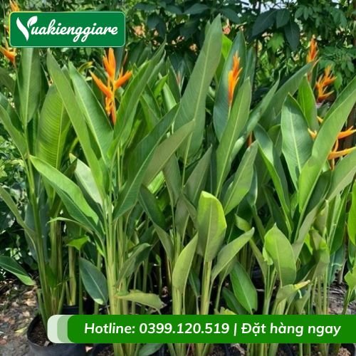 Cây chuối mỏ két thái lan