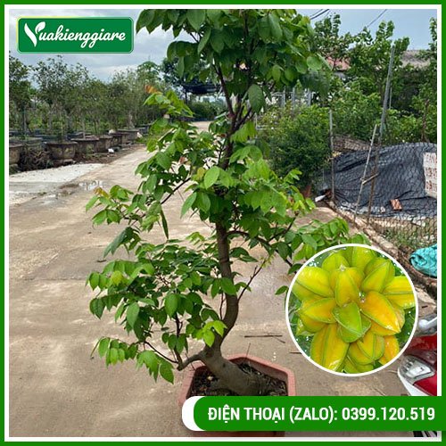 Cây khế gốc lớn trưởng thành có trái
