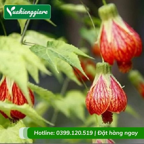 Cây bụp lồng đèn