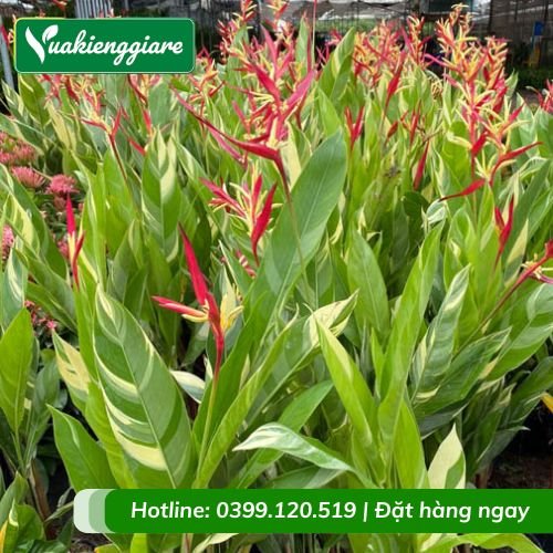 Cây chuối mỏ két cẩm thạch