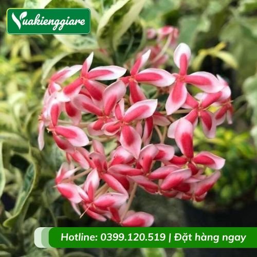 Cây bông trang cẩm thạch