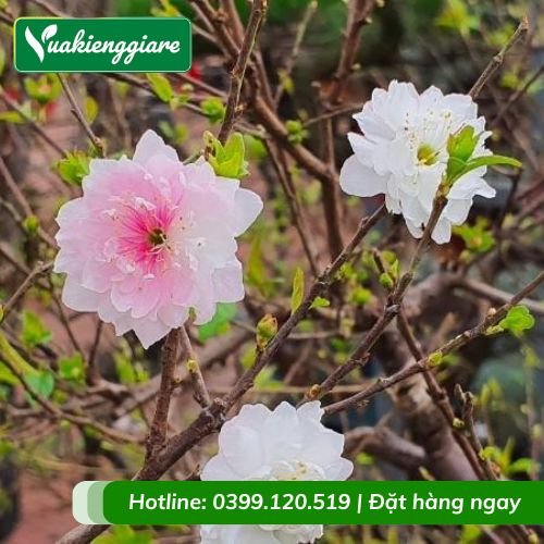 Cây nhất chi mai