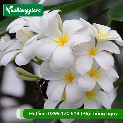 Cây hoa sứ cùi