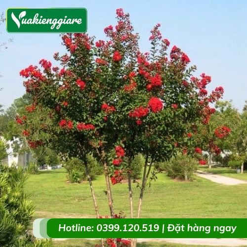 Cây tường vi đỏ