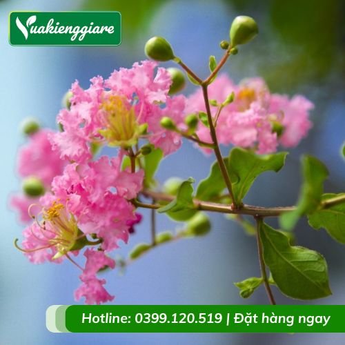 Cây tường vi hồng