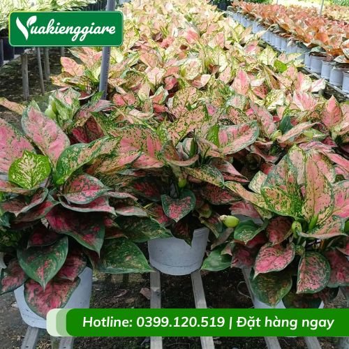Cây vạn lộc