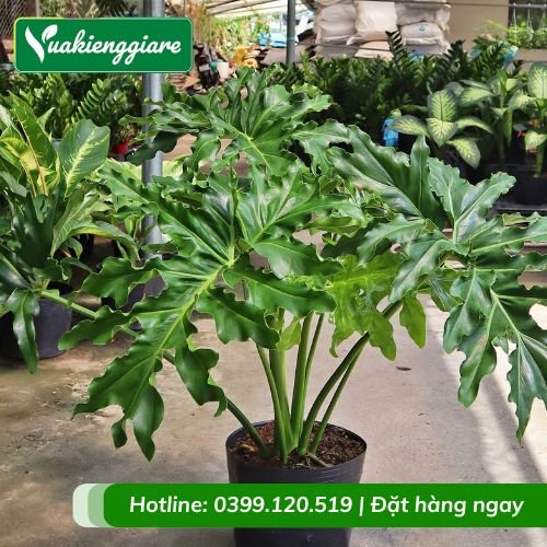 Cây trầu bà thanh xuân