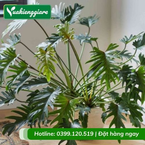 Cây trầu bà chân vịt