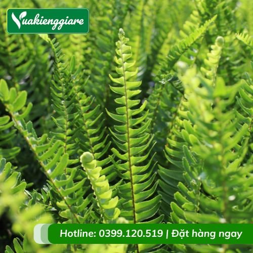 Cây dương xỉ lá me