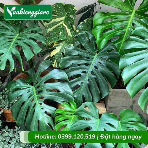 Cây trầu bà lá xẻ