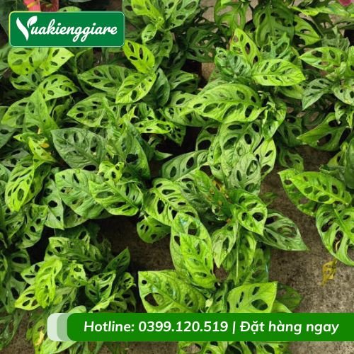 Cây trầu bà lỗ