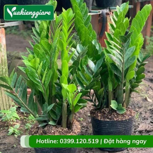 Cây kim tiền trồng trang trí