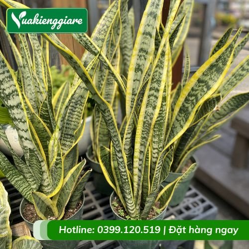 Cây lưỡi hổ trồng trang trí