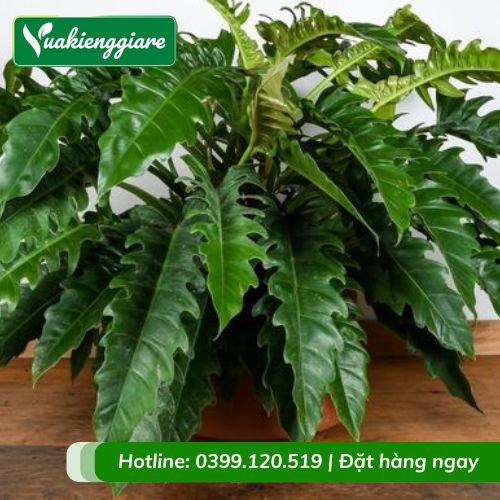 Cây trầu bà cung đàn