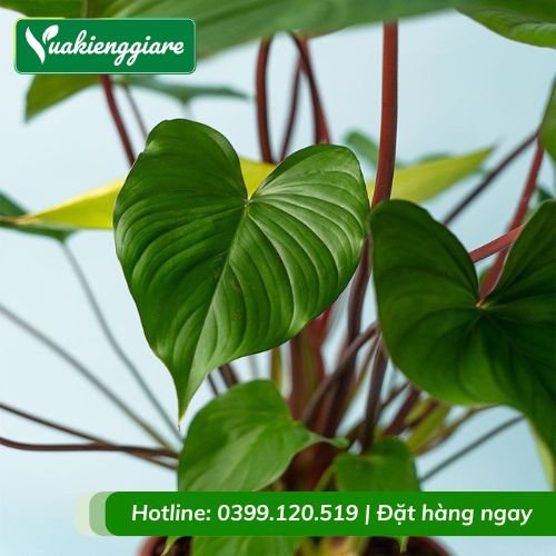 Cây thiên niên kiện