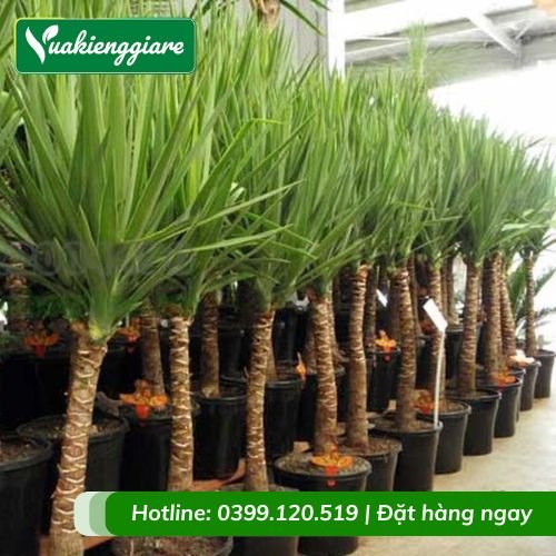 Cây phát tài núi trồng kiểng