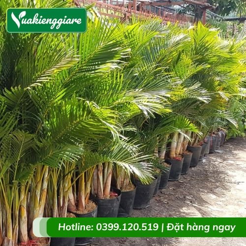 Cây cau kiểng vàng