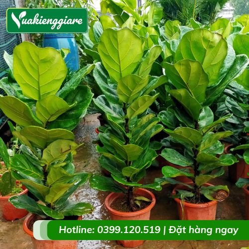 Cây bàng singapore trồng kiểng