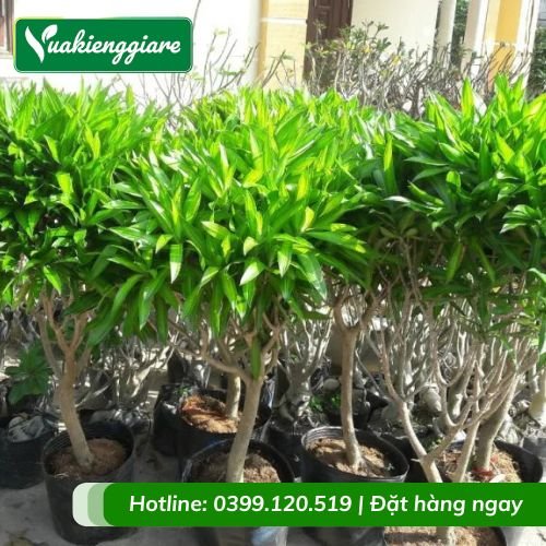 Cây trúc bách hợp