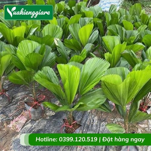 Cây kè nhật