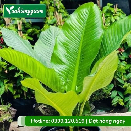 Cây đại phú gia