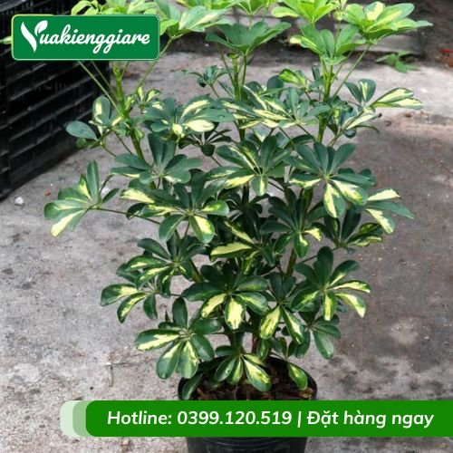 Cây ngũ gia bì cẩm thạch