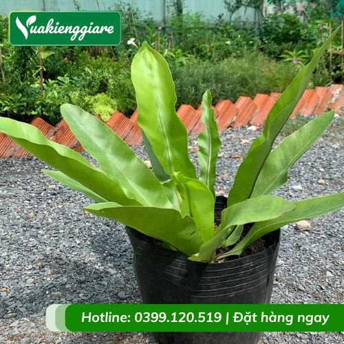 Cây ráng ổ phụng
