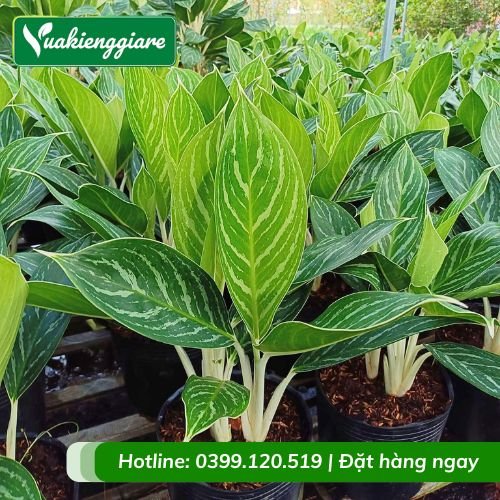 Cây bạch mã hoàng tử